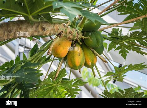 Papaya Carica Papaya Plant Showing Heavy Fruit Crop And Leaves Stock