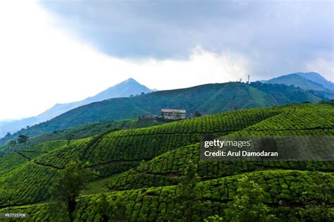 Tea Estate Valparai High Res Stock Photo Getty Images