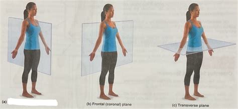 Body planes and sections Flashcards | Quizlet