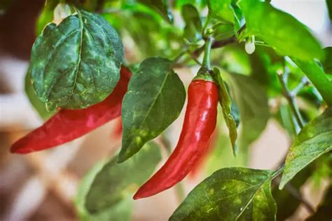 The Beginners Guide To Growing Your Hot Pepper Plants The Homestead