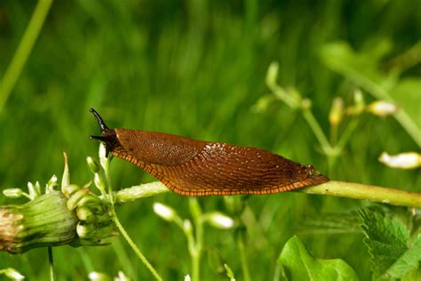 tackle slugs wwwsimpsonsnurseriescom
