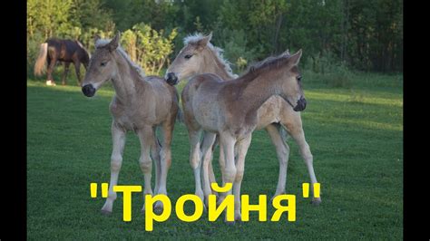 Тройня))) - YouTube