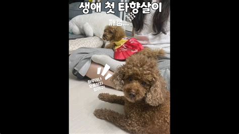 강아지사회화 아기강아지 꽁이 댕댕이 강아지웃긴영상 귀여운강아지 토이푸들 귀여움주의 귀여움한도초과 강아지그리기