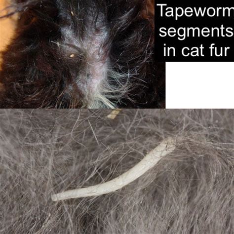 Tapeworm Segments In Cats