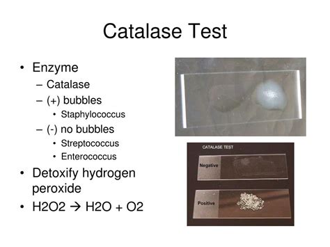 Staphylococcus Aureus Catalase Test