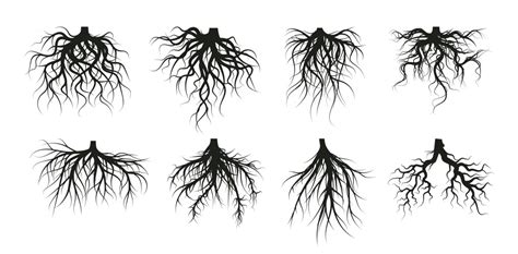 Set tree roots outline plant Royalty Free Vector Image