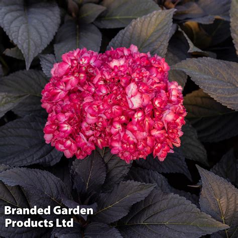 Hydrangea Macrophylla First Editions Eclipse Dobies