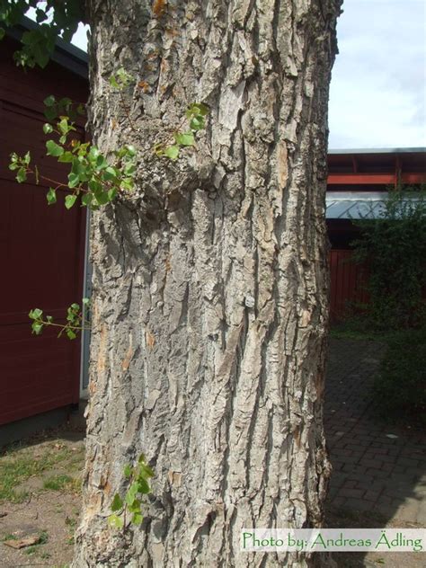 Populus X Canadensis Robusta Goliatpoppel V Xtmaterial