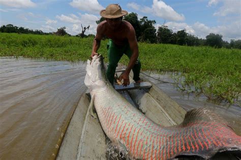 10-Foot-Long Invasive Monster Fish Found In Florida River | iHeart