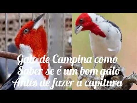 Galo De Campina Como Saber Se Um Bom Galo Na Hora De Fazer A Pega