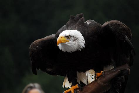 Bald Eagle Raptor Free Photo On Pixabay Pixabay