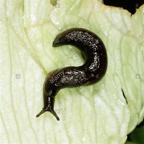 Slug References | College of Agricultural Sciences