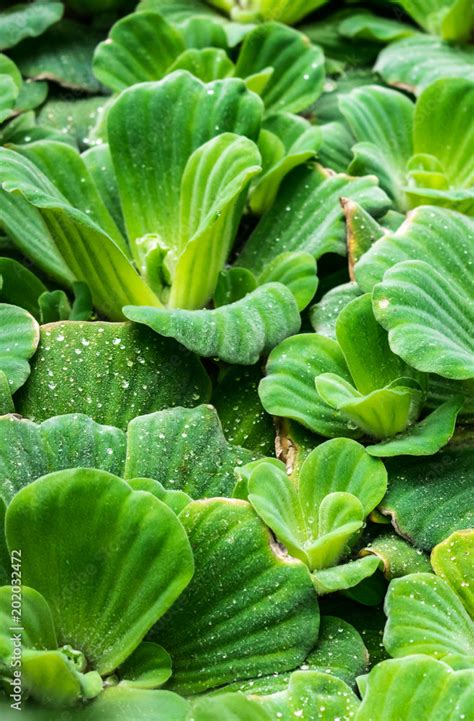 Pistia Stratiotes Close Up Water Lettuce Water Cabbage Water Plant