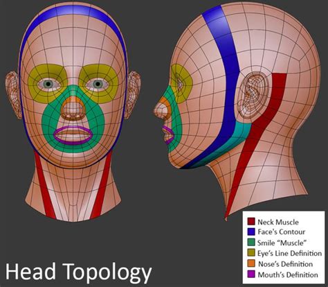 3d Topology Head