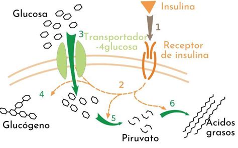 Cu Ntas Calor As Necesito C Lculo Del Metabolismo Basal