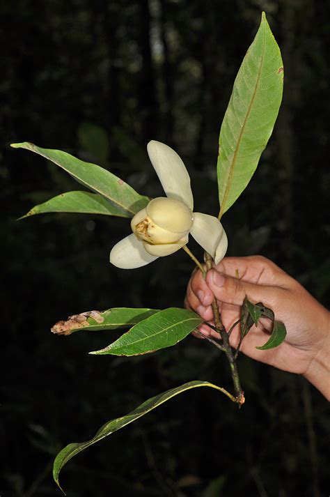 Magnolia Liliifera Magnoliaceae Image At Phytoimages Siu Edu