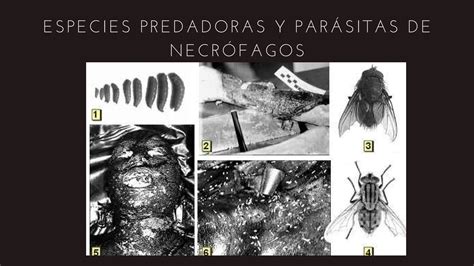 ENTOMOLOGIA FORENSE INTRODUCCIÓN ETAC pdf