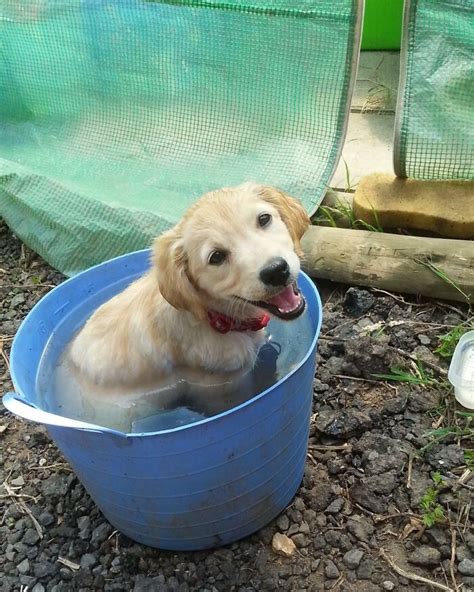 23 Fotos Impressionantes Que Mostram Pessoas E Animais Tentando Lidar