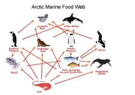 Solved Use this Arctic marine food web to answer the | Chegg.com