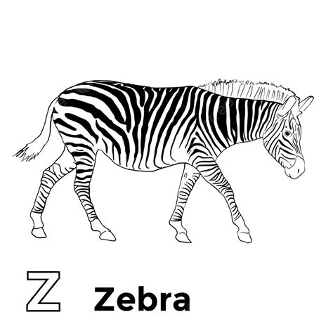 Gambar Seni Garis Zebra Untuk Buku Warna, Zebra, Png Hewan, Buku Mewarnai PNG dan Vektor dengan ...