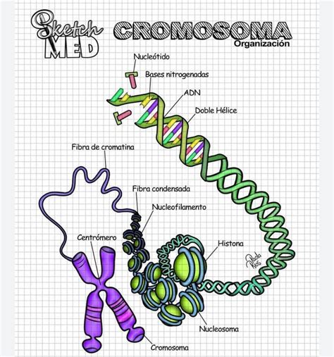 Sketch Med Paola Rios On Instagram “condensaciÓn CromosÓmica” Enseñanza Biología Notas De