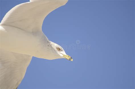 A Closeup Of A Lone Seagull Flying Above The Ocean Shoreline Stock