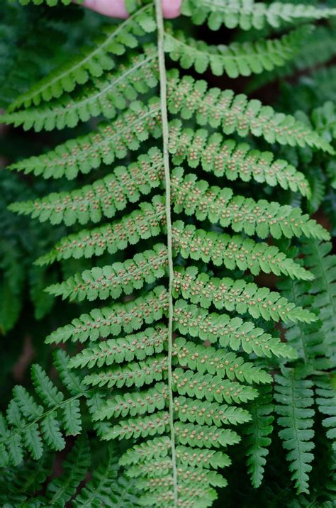 Flipping over Fern Fronds - Wave Hill