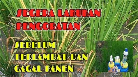 CARA MENGATASI DAUN PADI MERAH YouTube