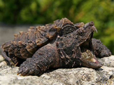 Alligator snapping turtle – powerful jaws | DinoAnimals.com