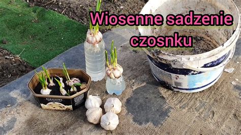 Wiosenne Sadzenie Czosnku YouTube