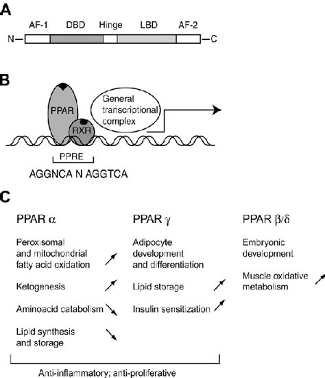 Peroxisome Proliferator Activated Receptors PPARs General Structure