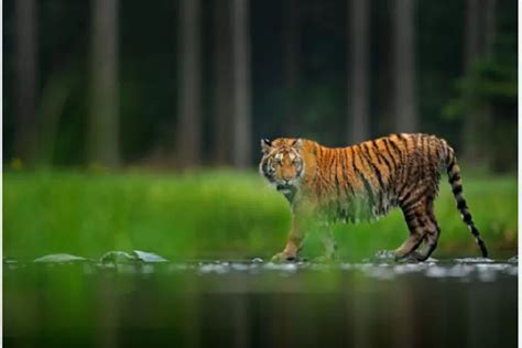 Cerita Rakyat Tanah Dayak Kisah Sangumang Dan Harimau Keputusan