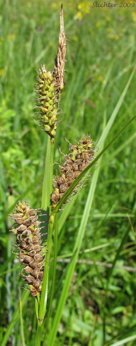 Carex Pellita Alchetron The Free Social Encyclopedia