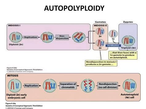 polyploidy pptx