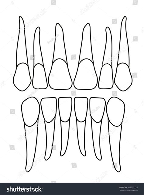 Front Teeth On White Stock Vector Royalty Free 403253125 Shutterstock