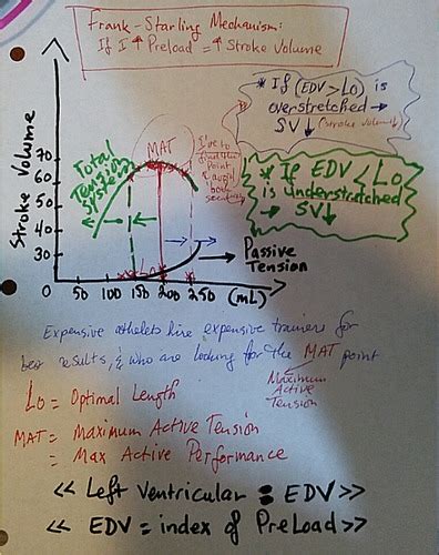 Describe The Frank Starling Law In The Heart Quizlet