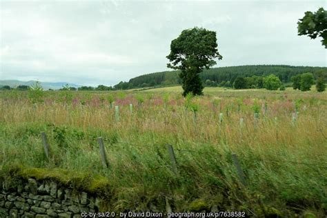 Lone Tree South Of Stittenham Wood David Dixon Cc By Sa 2 0