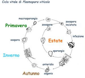 Peronospora Della Vite Cosa Sapere Come Difendersi Auroras S R L