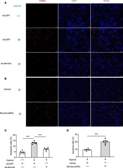 JCI Insight Stress Enhanced Cardiac LncRNA Morrbid Protects Hearts