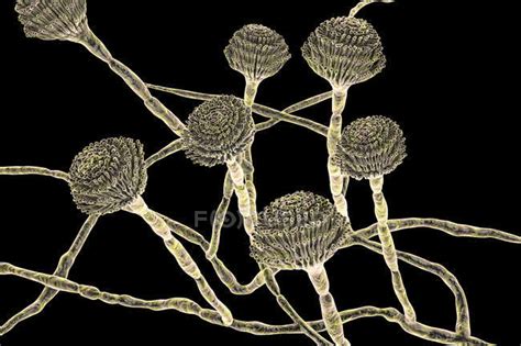 Aspergillus fumigatus - Stock Photos, Royalty Free Images | Focused