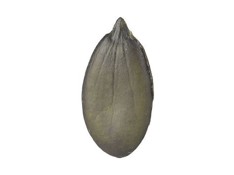 Photorealistic Pumpkin Seed 3d Scan 3d Model Cgtrader