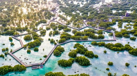 Drones To Drop Million Mangrove Seeds In Abu Dhabi The Ethicalist