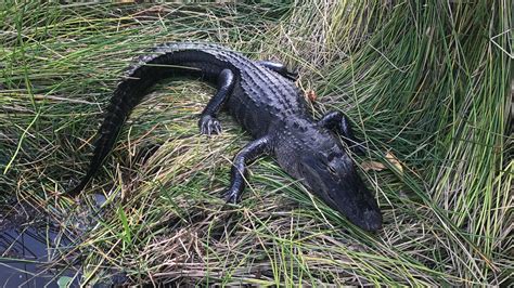 What To Do In Everglades National Park In One Day