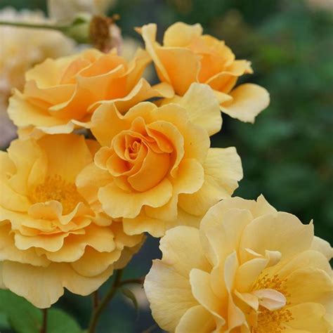 How to Grow Climbing Roses in Your Garden | Garden Design