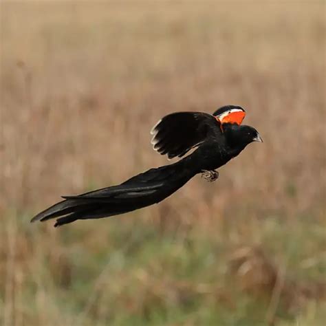 Long-Tailed Widowbird - Facts, Diet, Habitat & Pictures on Animalia.bio