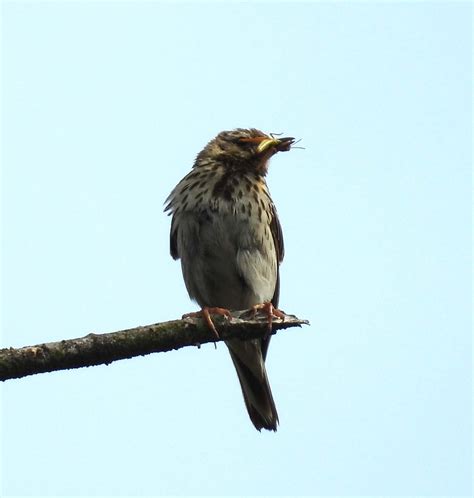 Monday 26th June 2023 Cornwall Birds CBWPS