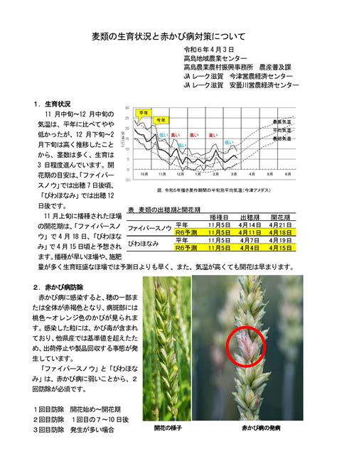 麦類の生育状況と赤かび病対策について 高島地域農業センター