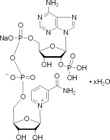 β Nicotinamide adenine dinucleotide phosphate sodium salt hydrate 生化