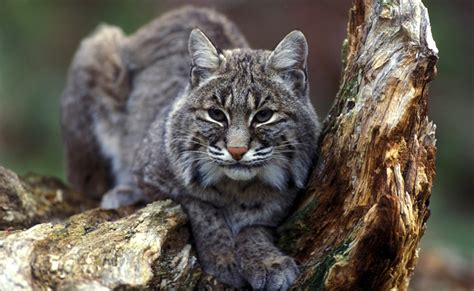 Le lynx félin sauvage très secret