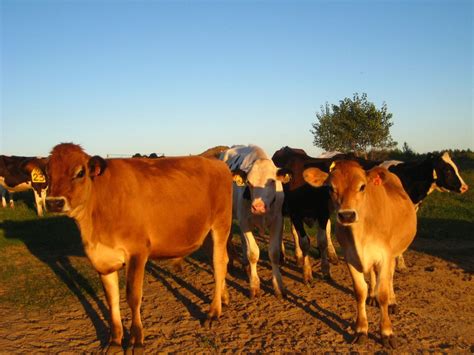 The Finer Points Of Grass Fed Beef